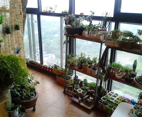 家里种什么植物好 屏風櫃